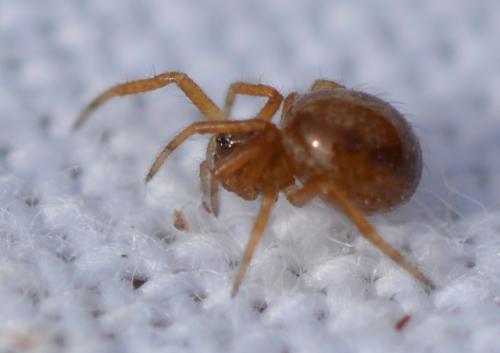 Steatoda sp.